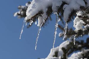 Icicle on evergreen tree