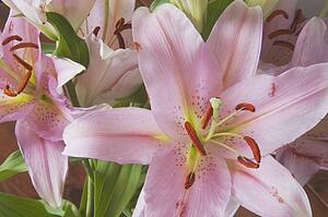 Asiatic lily