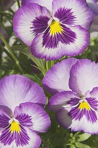 Close up of pansies
