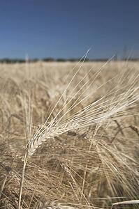 Close up of rip barley