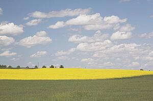 flowering canola and green wheat field, west of high river, alberta, canada