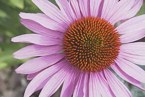 Echinacea flower (Echinacea pallida)