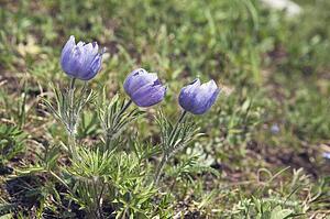 Wild crocus
