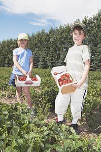 Boy and girl holding baskets of strawberries