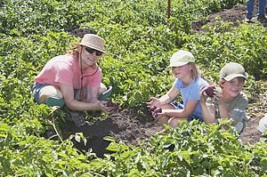 Family picking strawberries