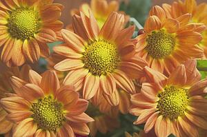 orange chrysanthemums