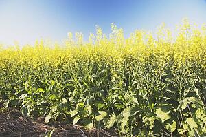 flowering canola plants, west of high river, alberta, canada