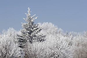 frost on trees