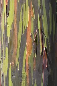 eucalyptus tree trunk