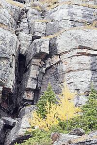 larch trees, yoho national park, british columbia, canada