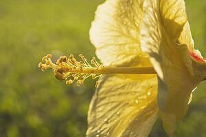 tropical flower, maui, hawaii, usa