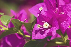 tropical flower, maui, hawaii, usa