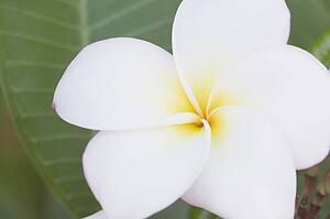 tropical flower, maui, hawaii, usa