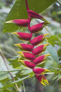 tropical flower, kauai, hawaii, usa