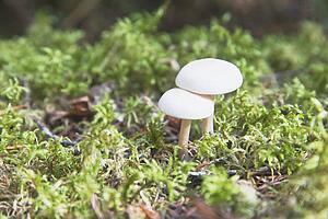 Mushrooms