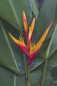tropical flower, kauai, hawaii, usa