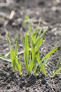 Wheat grass in it's early stages of growth