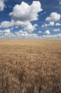 Wheat field and clouds in the sky