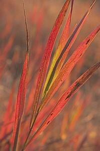 Red grass in the fall
