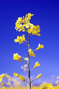 Canola plant