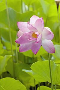 tropical flower, kauai, hawaii, usa