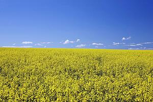 flowering canola, central alberta, canada