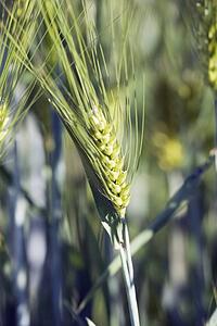 green barley head, central alberta, canada