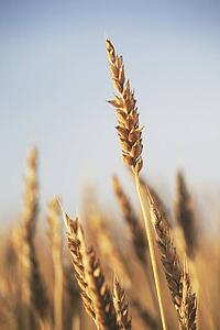 rip wheat, central alberta, canada