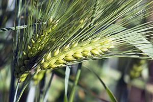 green barley, central alberta, canada