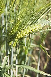 Green barley head