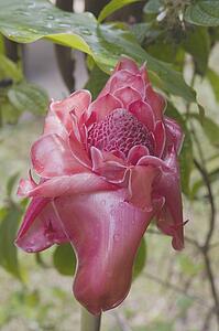 tropical flower, maui, hawaii, usa