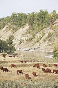cattle grazing in a river valley, southern alberta, canada
