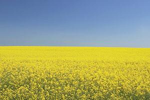 flowering canola, central alberta, canada