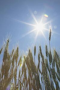 green wheat field, central alberta, canada