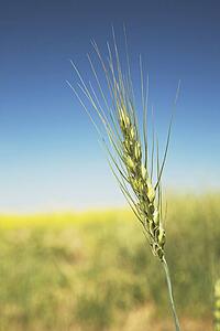 Green wheat head