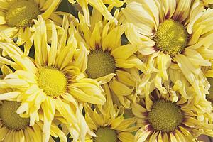 yellow chrysanthemums