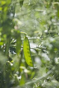 green pea pod
