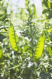 green pea pods