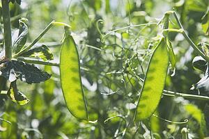 green pea pods