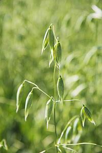 green oat plant, central alberta, canada
