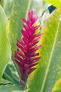 tropical flower, maui, hawaii, usa