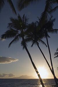 Silhouette of palm trees with sunset