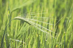 unripe barley