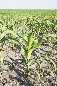 corn (zea mays), southern alberta, canada