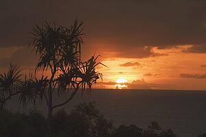 palm tree near the pacific ocean, north kauai, hawaii, usa