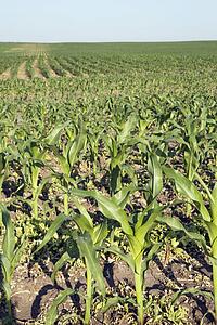 corn (zea mays), southern alberta, canada