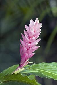 tropical flower, kauai, hawaii, usa