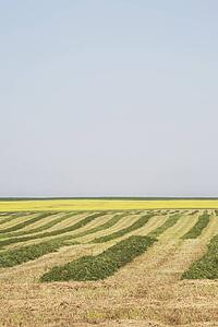 hay cut in a field, central alberta, canada