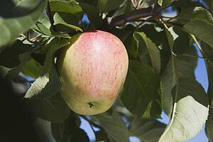 apple on a tree