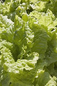 lettuce leaves in the garden